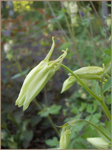 Aquilegia - Akileijat