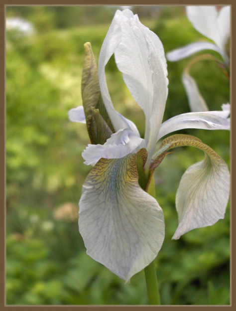 Iris - Kurjenmiekat