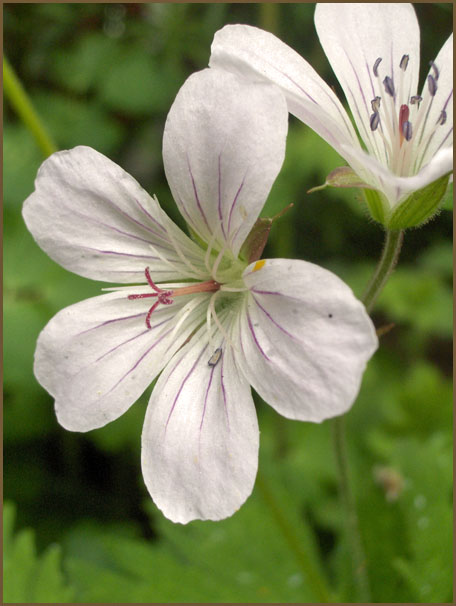 Нарцисс geranium описание и фото